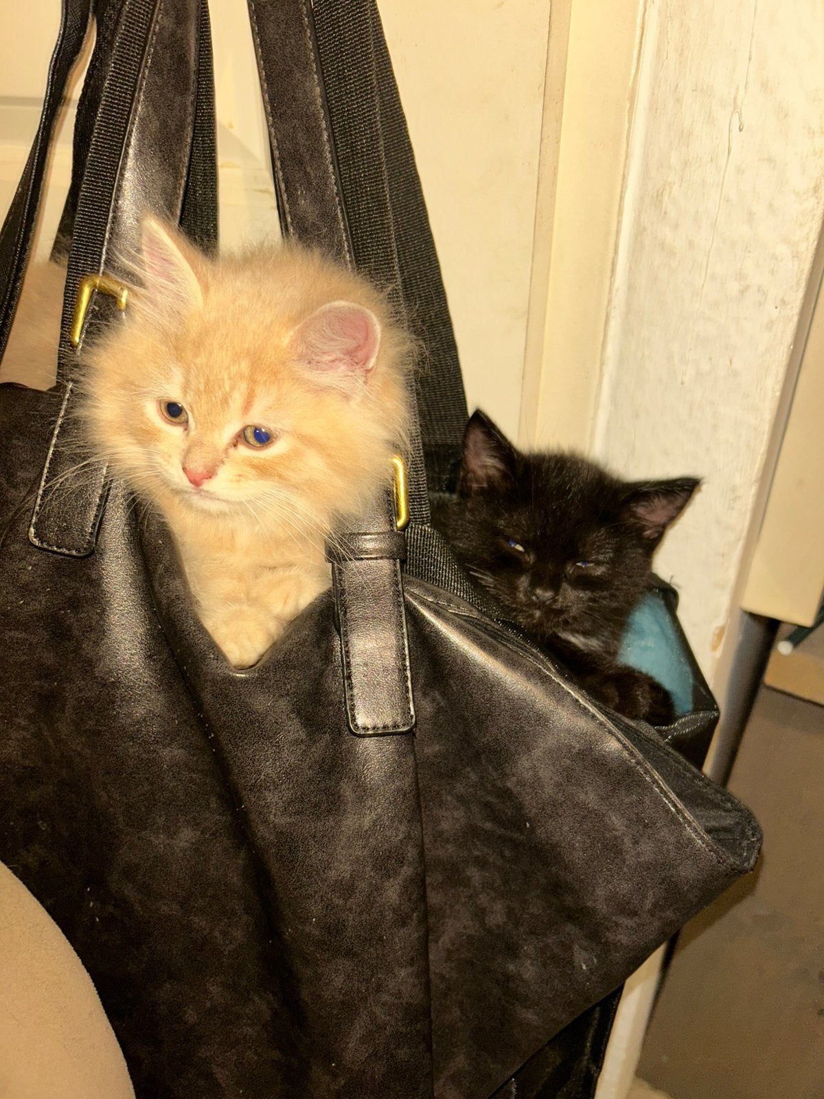 Kittens pers x ragdoll, Meerdere dieren, Ontwormd, 0 tot 2 jaar