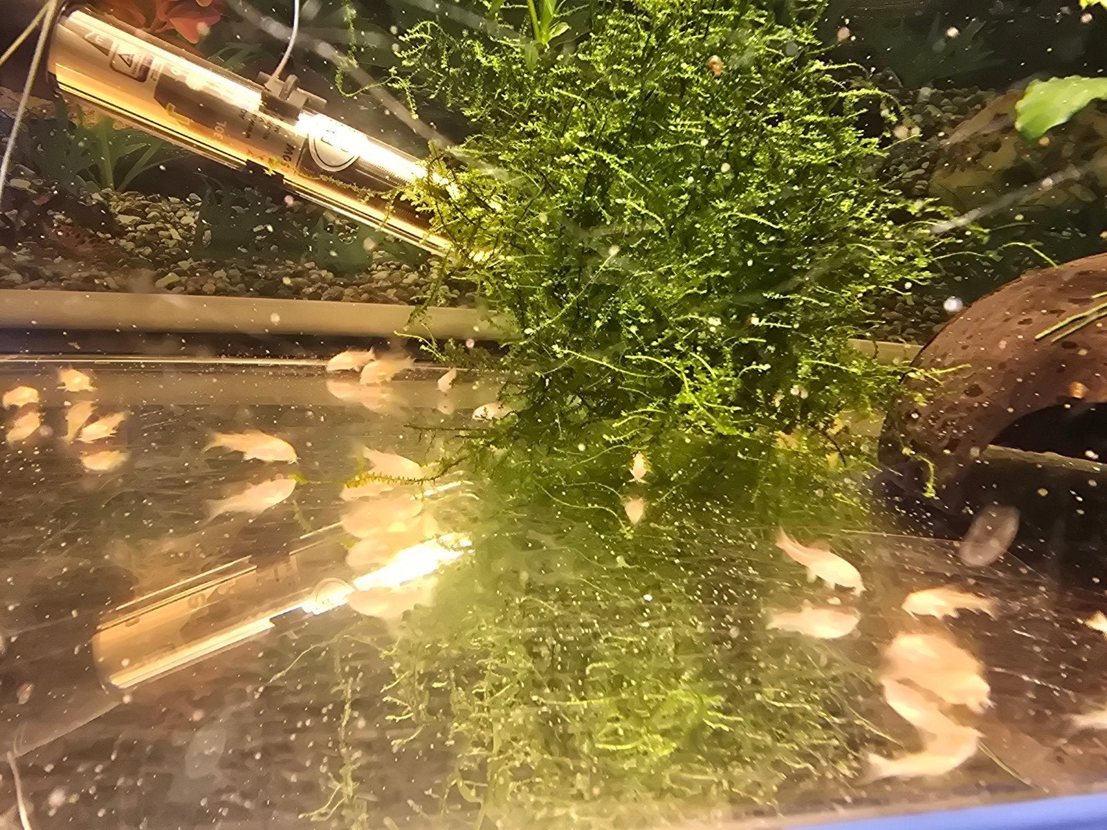Corydoras Albino, Dieren en Toebehoren, Vis, Zoetwatervis, Schoolvis