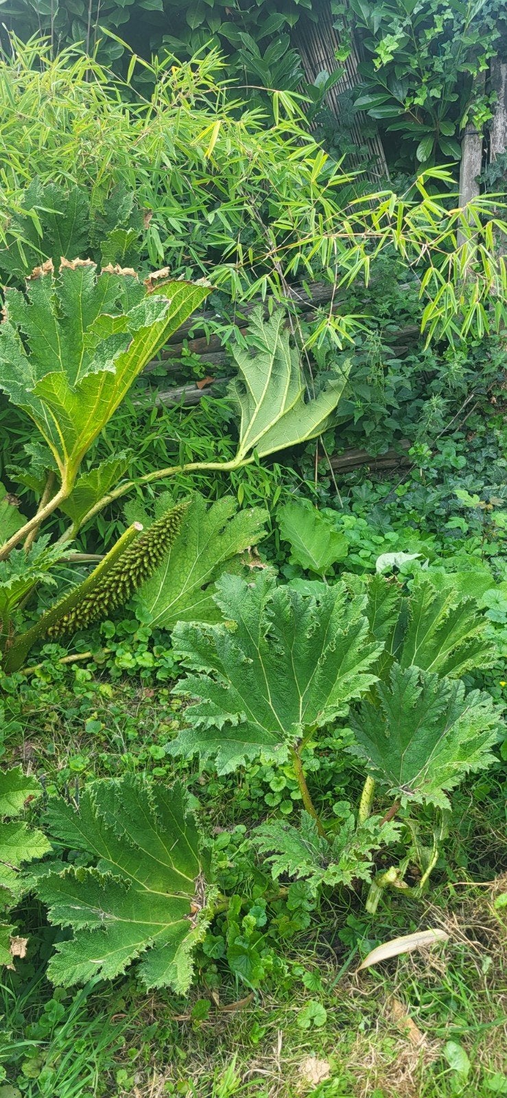 Gunnera, Ophalen, Overige soorten, Volle zon