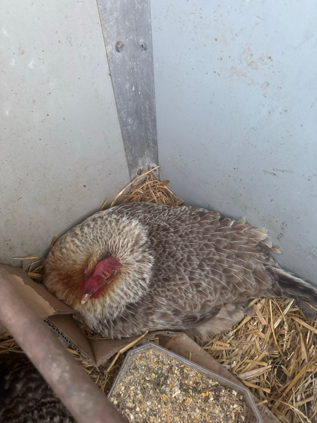 Kippen, Dieren en Toebehoren, Vrouwelijk, Kip
