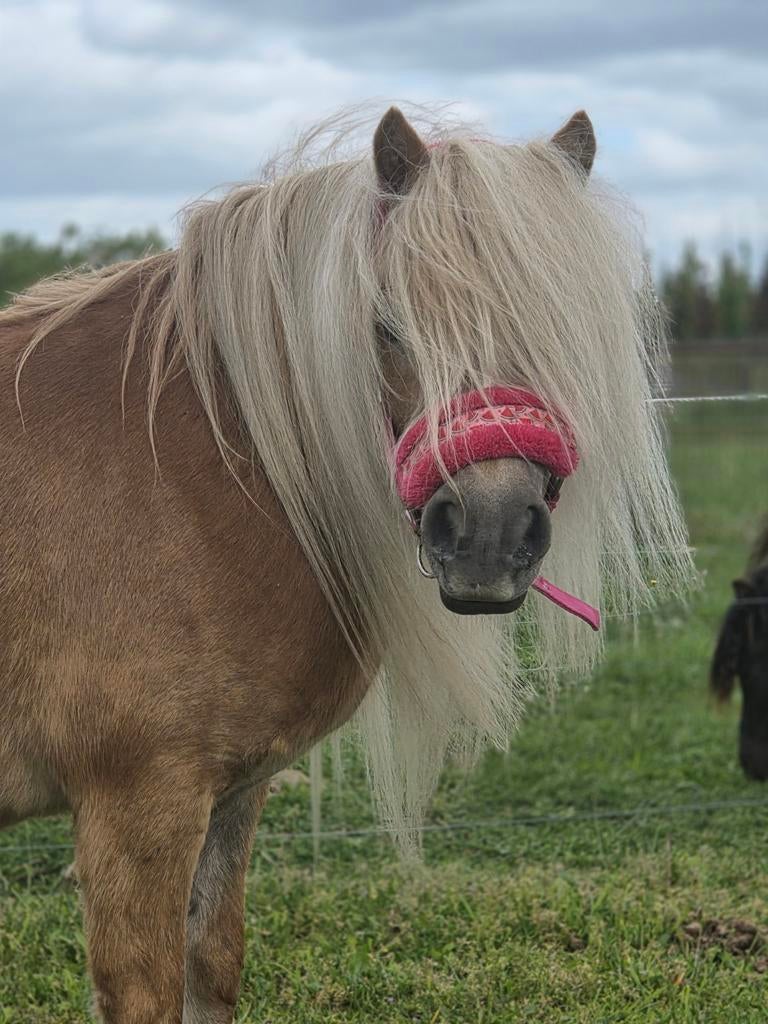 Bloedmooie nsps merrie  Prachtig lange manen en braaf, Merrie