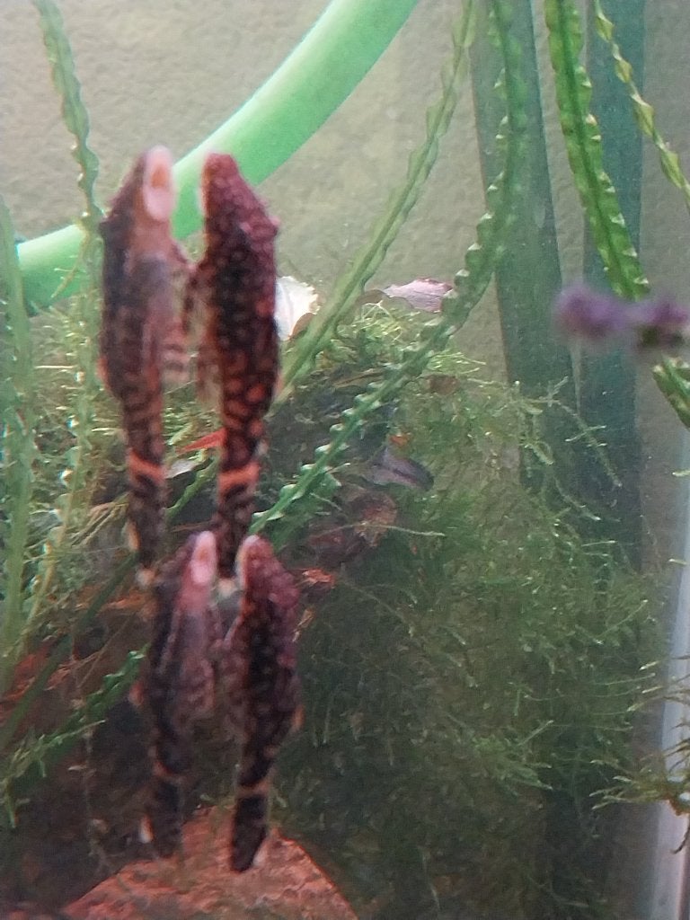 Jonge pleco's borstelneus, Vis, Zoetwatervis, Schoolvis