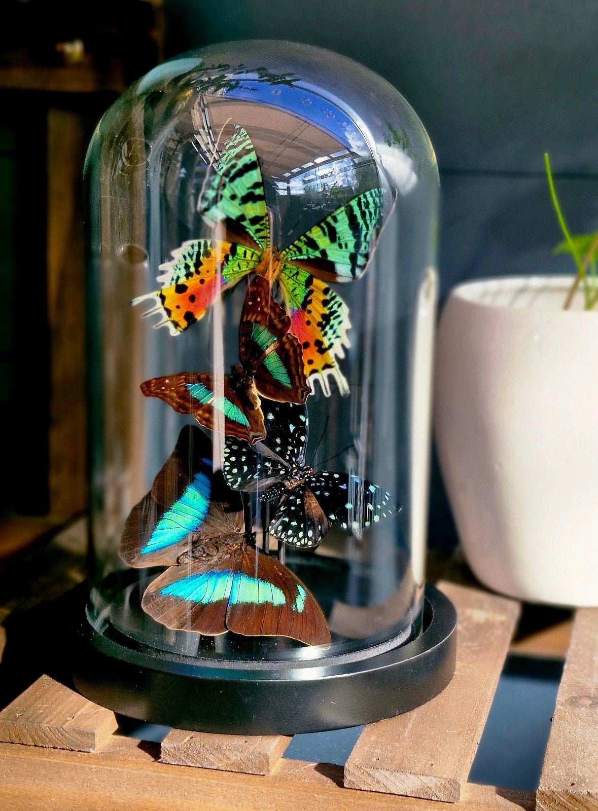 Opgezette vlinders,  taxidermie,  stolp, Ophalen of Verzenden, Insect, Opgezet dier