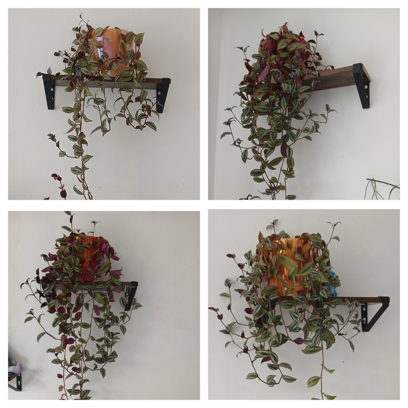 4 Tradescantia zebrina incl pot, Huis en Inrichting, Ophalen, Overige soorten, Halfschaduw, In pot