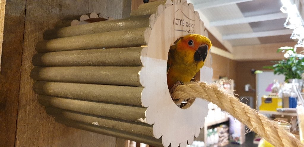 Jonge Baby Zonparkieten | Handtam | Aanhankelijk, Meerdere dieren, Parkiet, Pratend