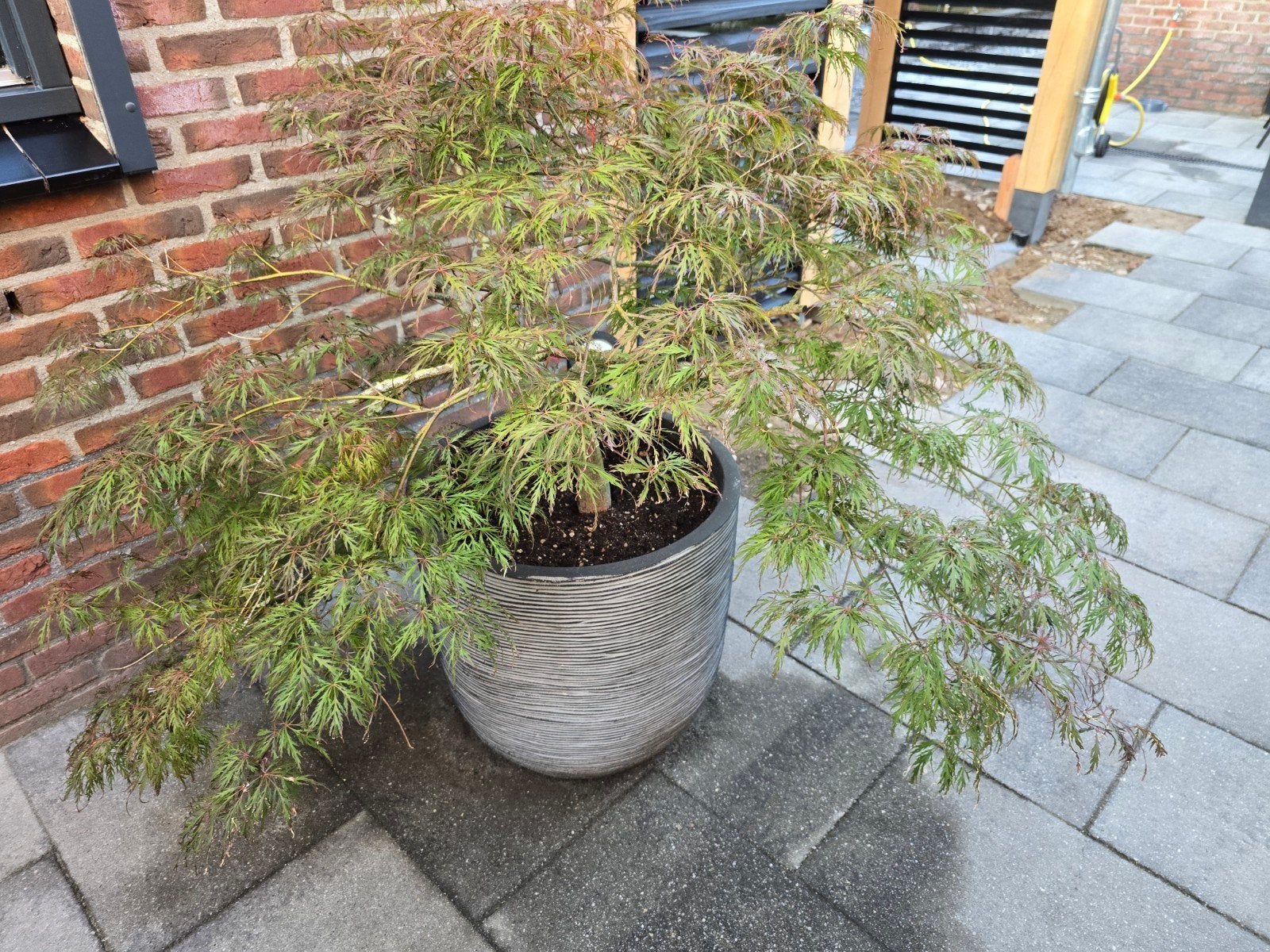 Japanse esdoorn in vorstbestendige antraciet pot, Tuin en Terras, Ophalen, Overige soorten
