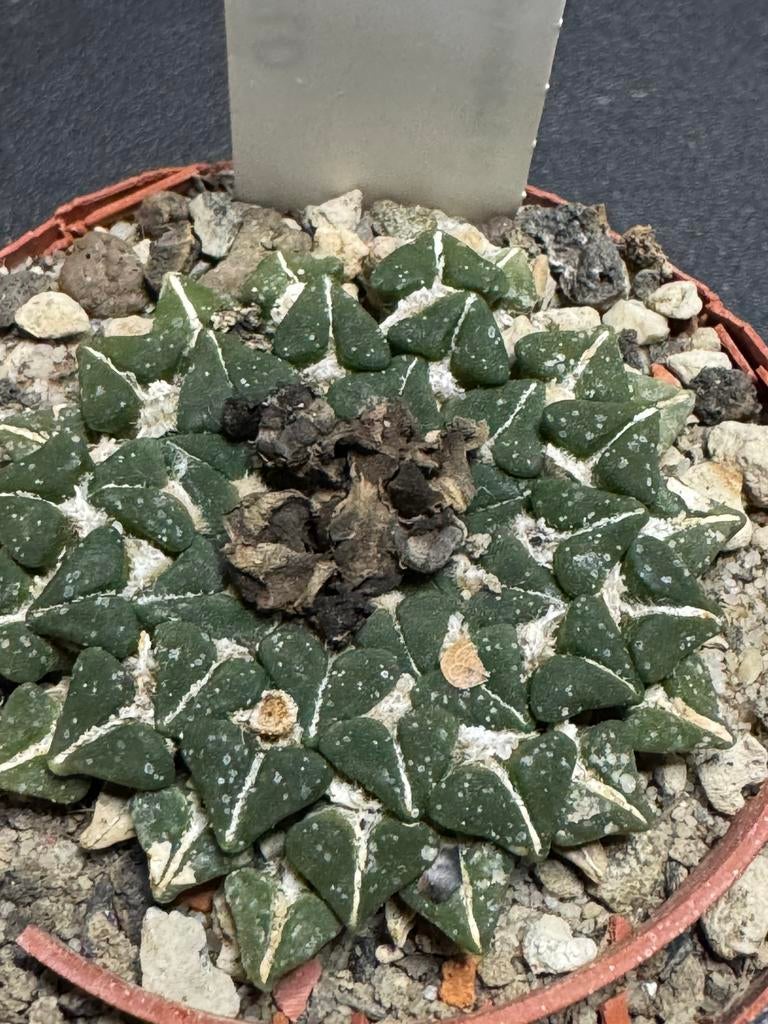 Cactus Ariocarpus kotschoubeyanus, Ophalen of Verzenden