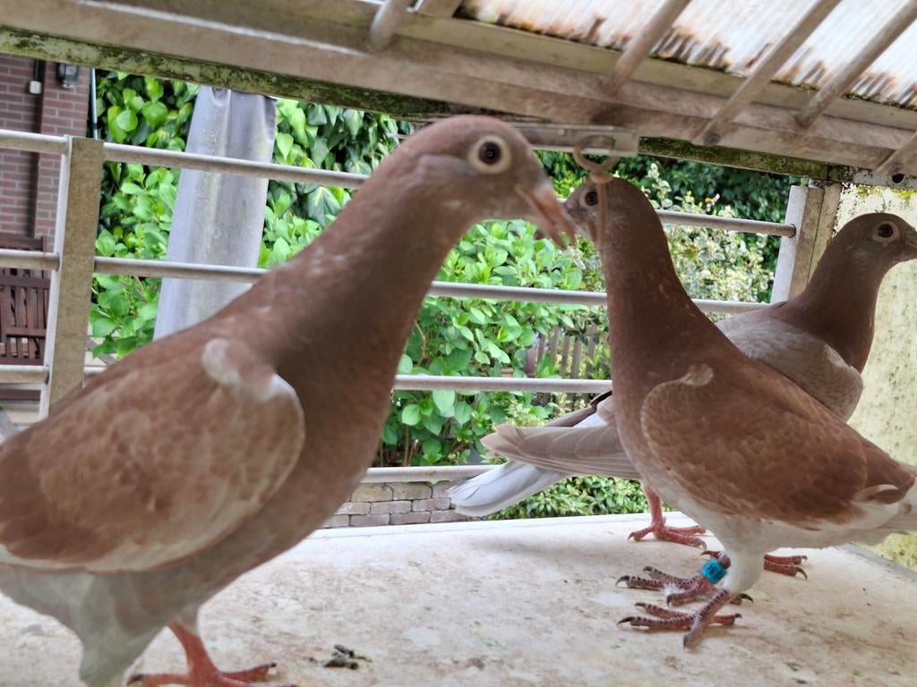 3 mooie jonge postduiven, Meerdere dieren, Postduif