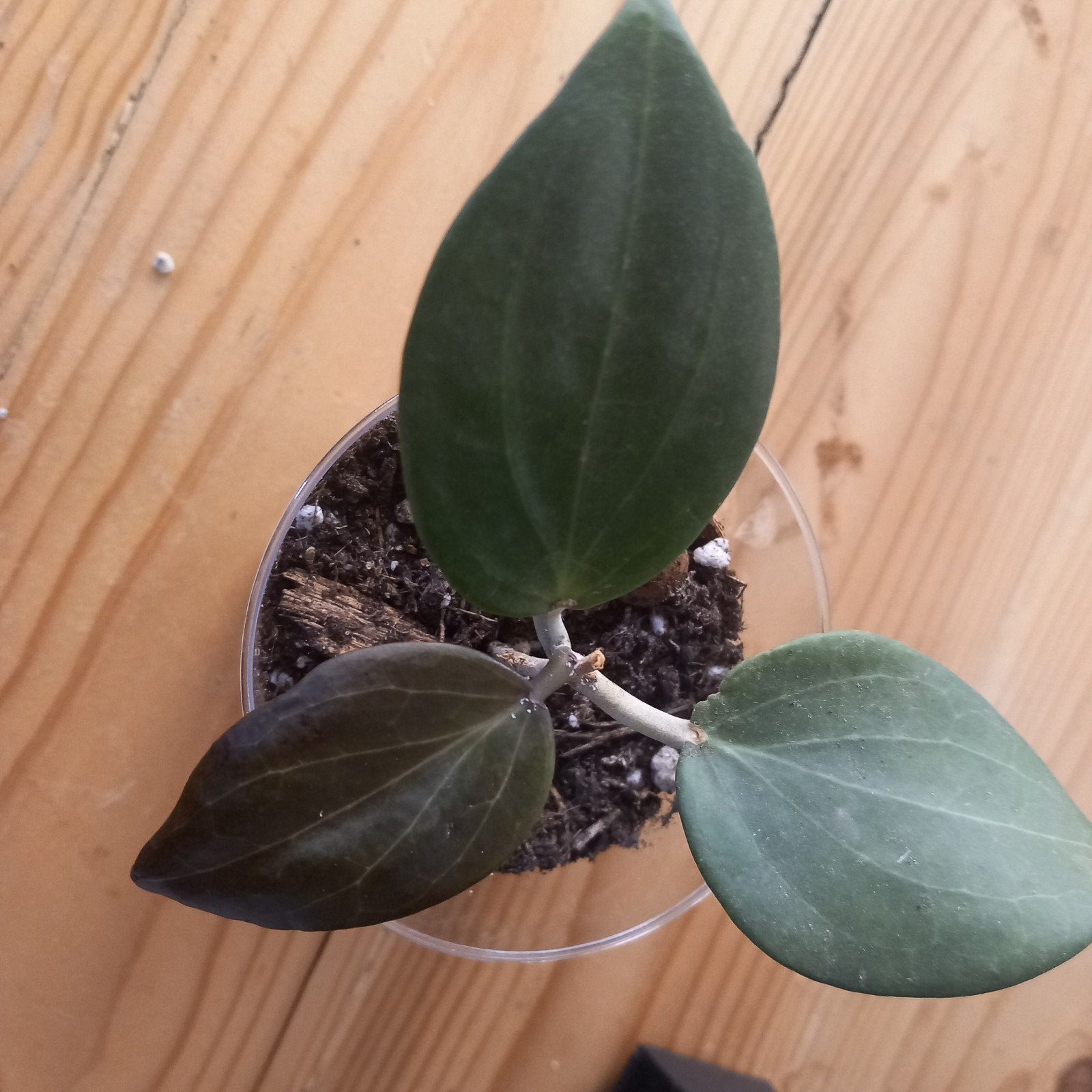 hoya verticillata stek nr 3-4, Huis en Inrichting, Ophalen of Verzenden, Halfschaduw, Minder dan 100 cm