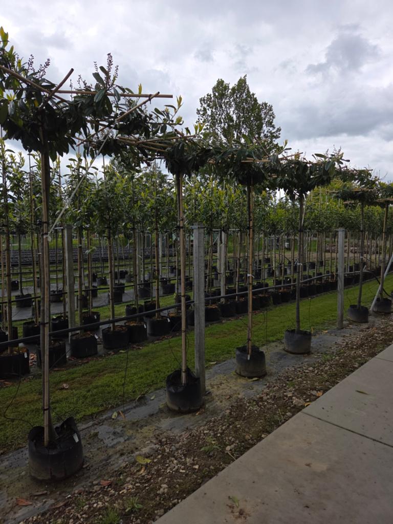 Dak bomen dak laurier prunus novita, Tuin en Terras, Planten | Bomen, Ophalen, Halfschaduw