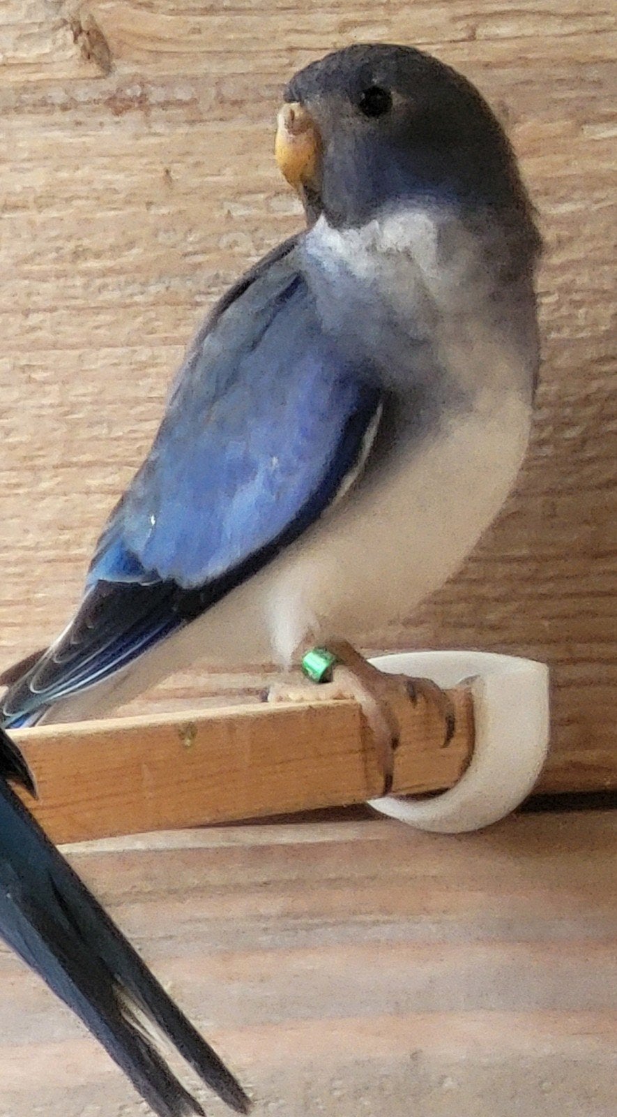 Te koop:Splendid parkieten, Dieren en Toebehoren