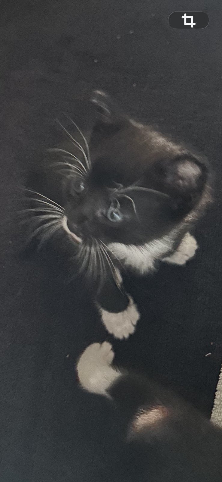 Halve blauwe rus kiitens te koop., 0 tot 2 jaar