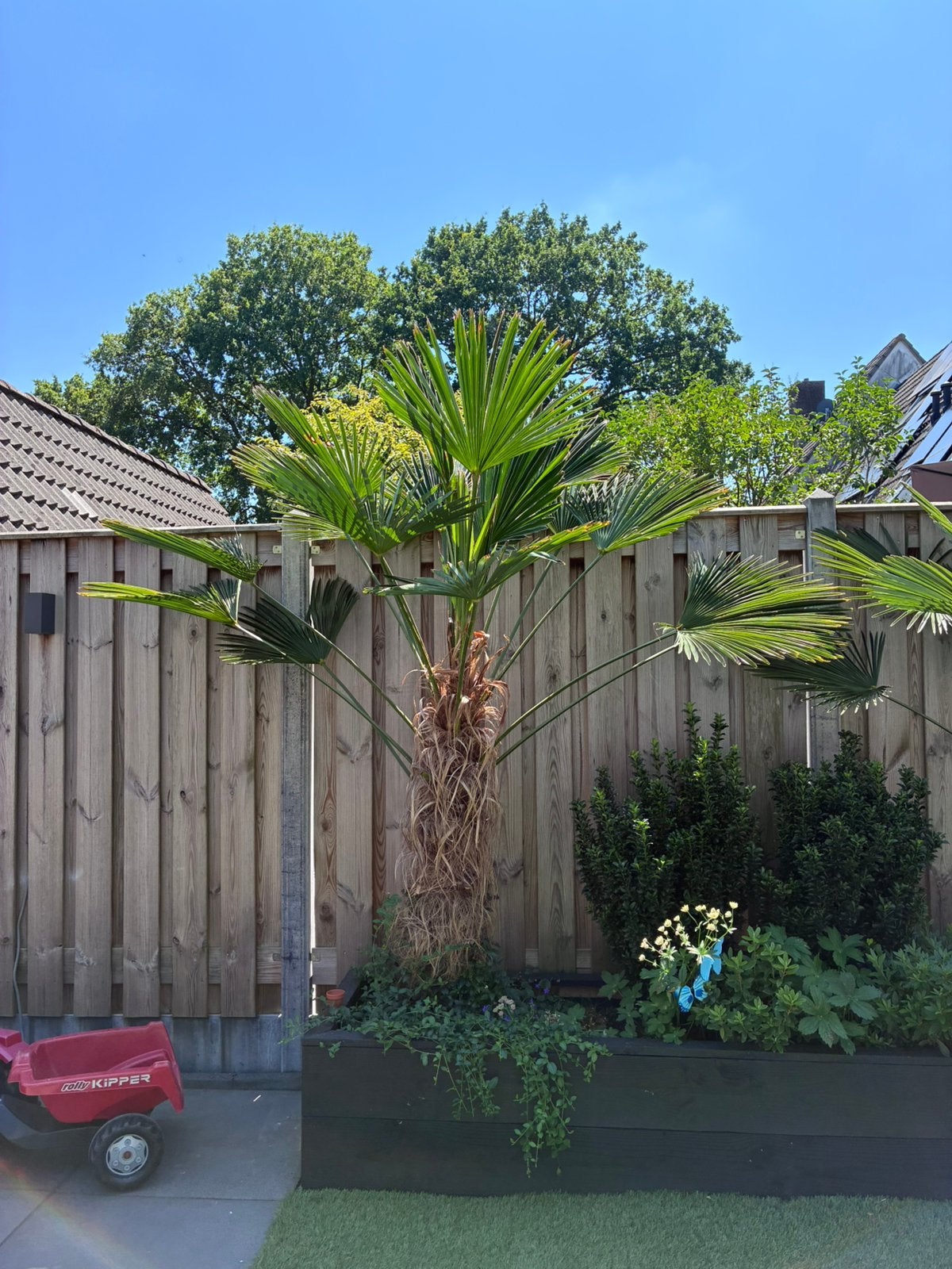 Palmbomen te koop, Tuin en Terras, Planten | Bomen, 100 tot 250 cm, Zomer, Palmboom, Ophalen