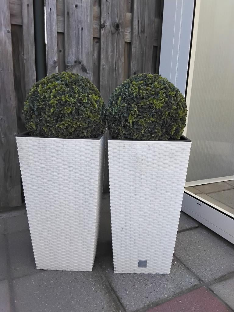 Bloempotten met buxus bol, Ophalen, Kunststof, Minder dan 60 cm, Vierkant