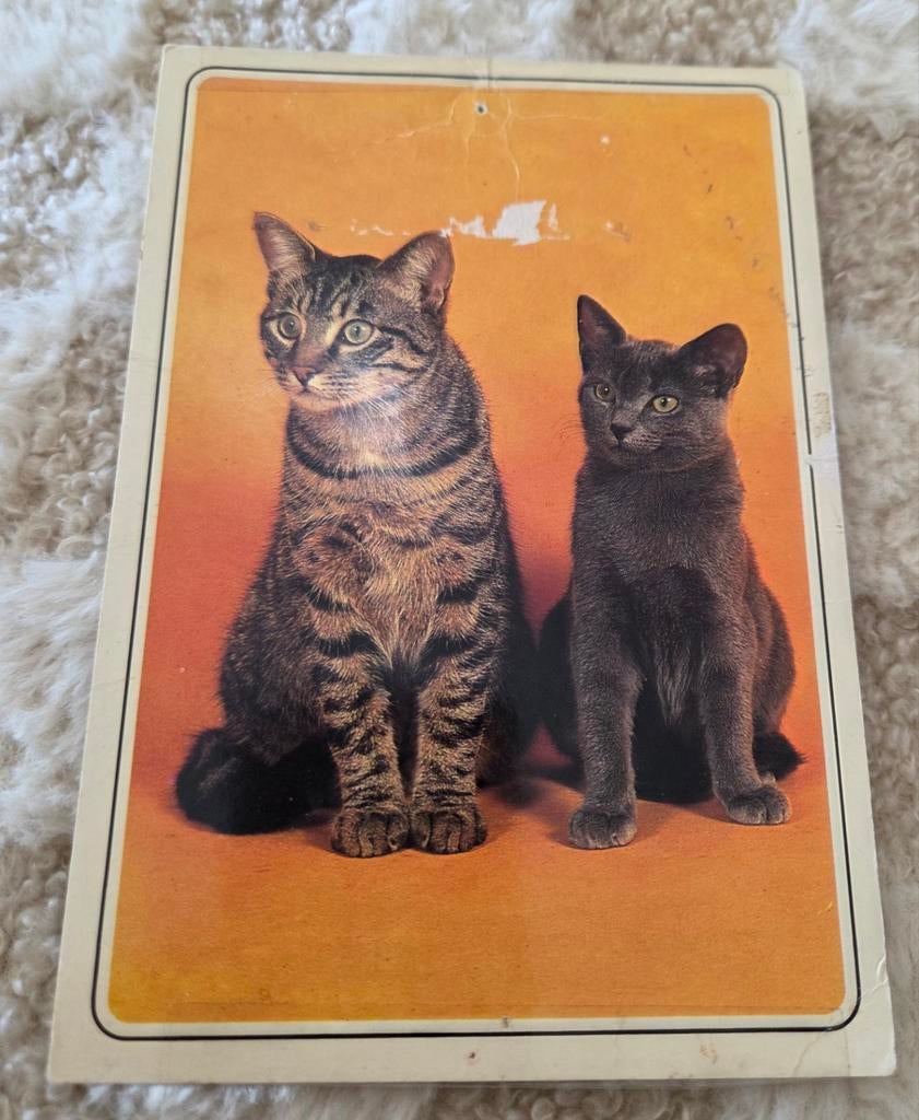 Twee leuke grijze katten naast elkaar, Verzenden, Gelopen, Hond of Kat