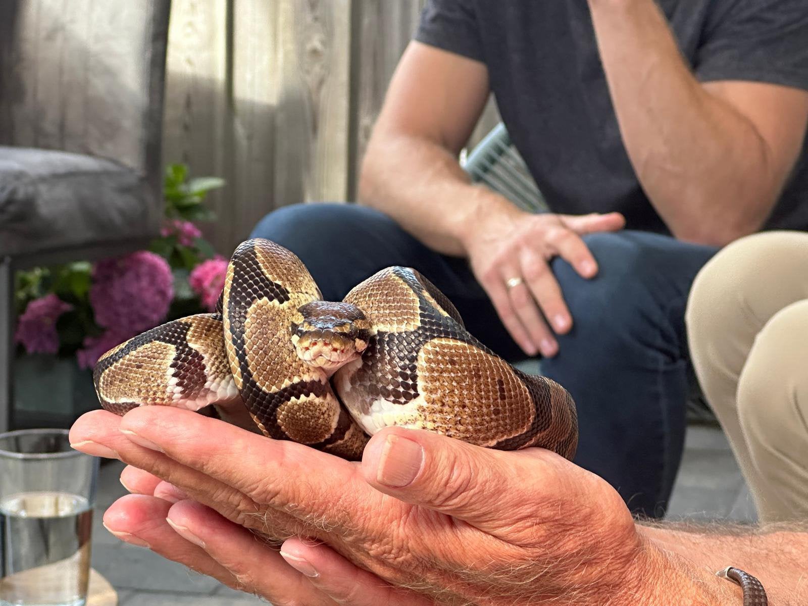 Koppel Koningspythons (man & vrouw) inclusief terrarium, Slang, 3 tot 6 jaar