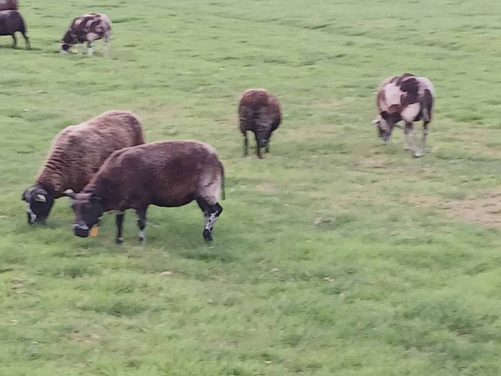 10 schapen  tekoop, Dieren en Toebehoren, Vrouwelijk, Schaap
