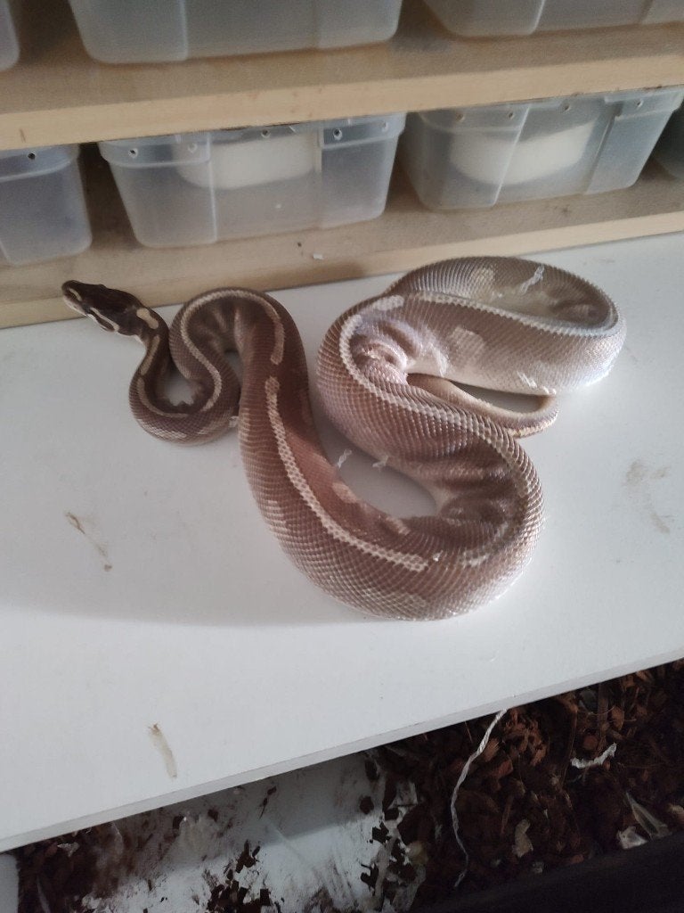 Collectie Koningspythons, Ball Python, Python Regius Ball Python photo 6