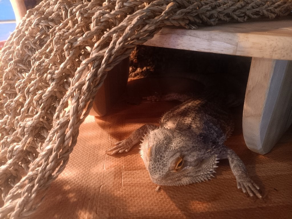 Terrarium met reptiel te koop, Ophalen, Zo goed als nieuw, Terrarium of Paludarium