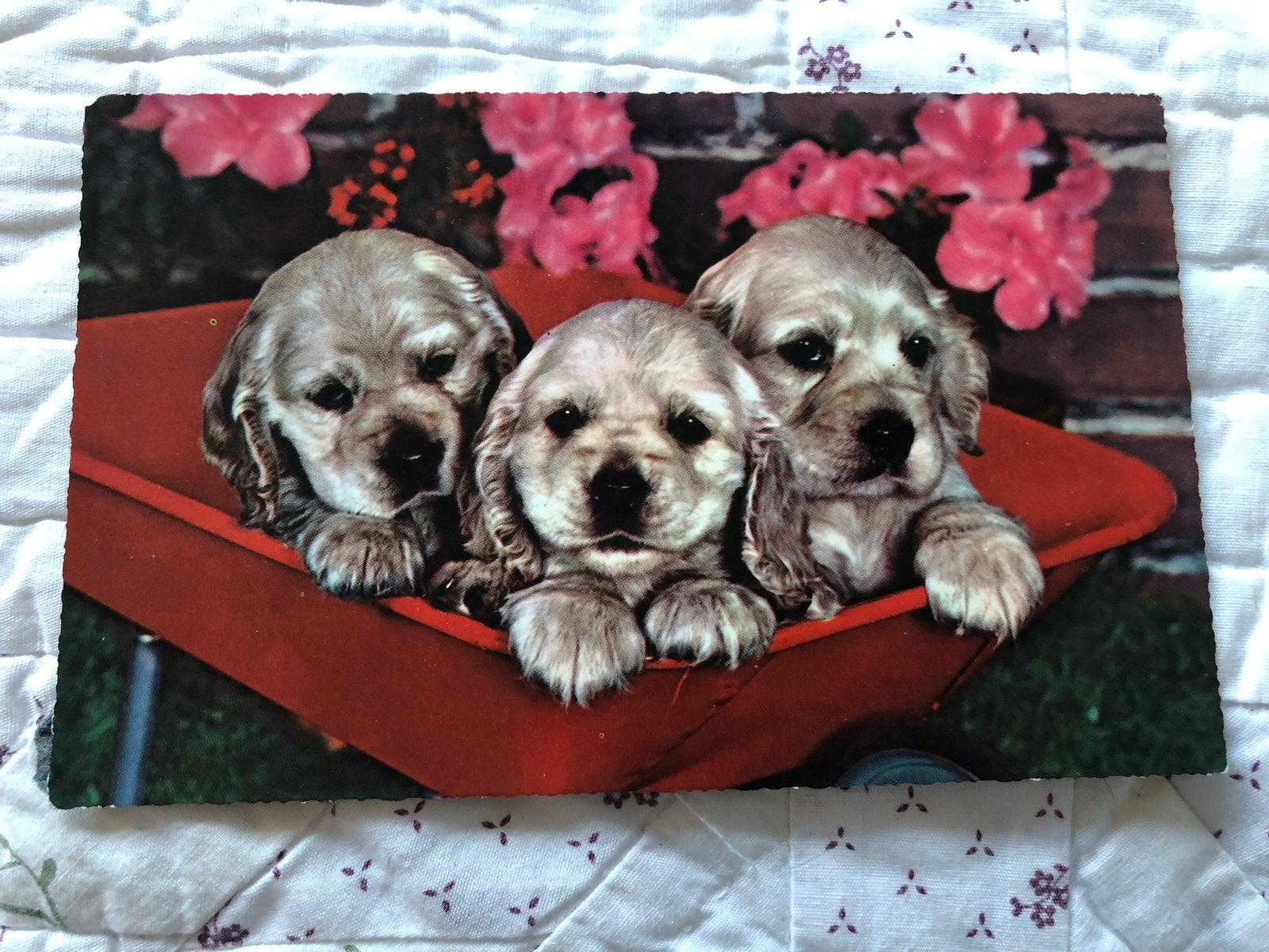 Cockerspaniel pups, hondjes, Ophalen of Verzenden, 1940 tot 1960, Hond of Kat
