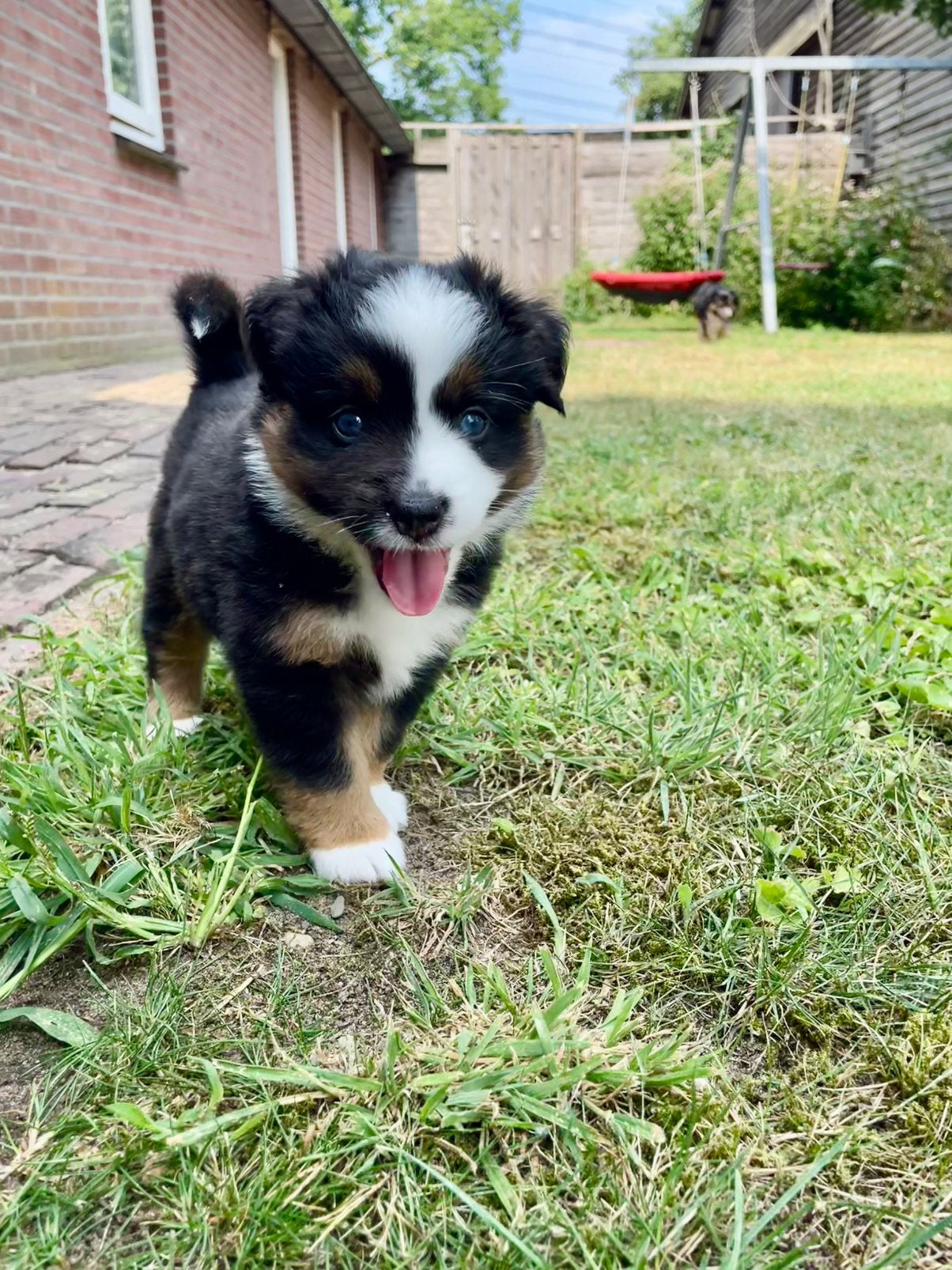 Miniature American Shepherd pups met FCI stamboom., 8 tot 15 weken, Meerdere, Meerdere dieren, Herder