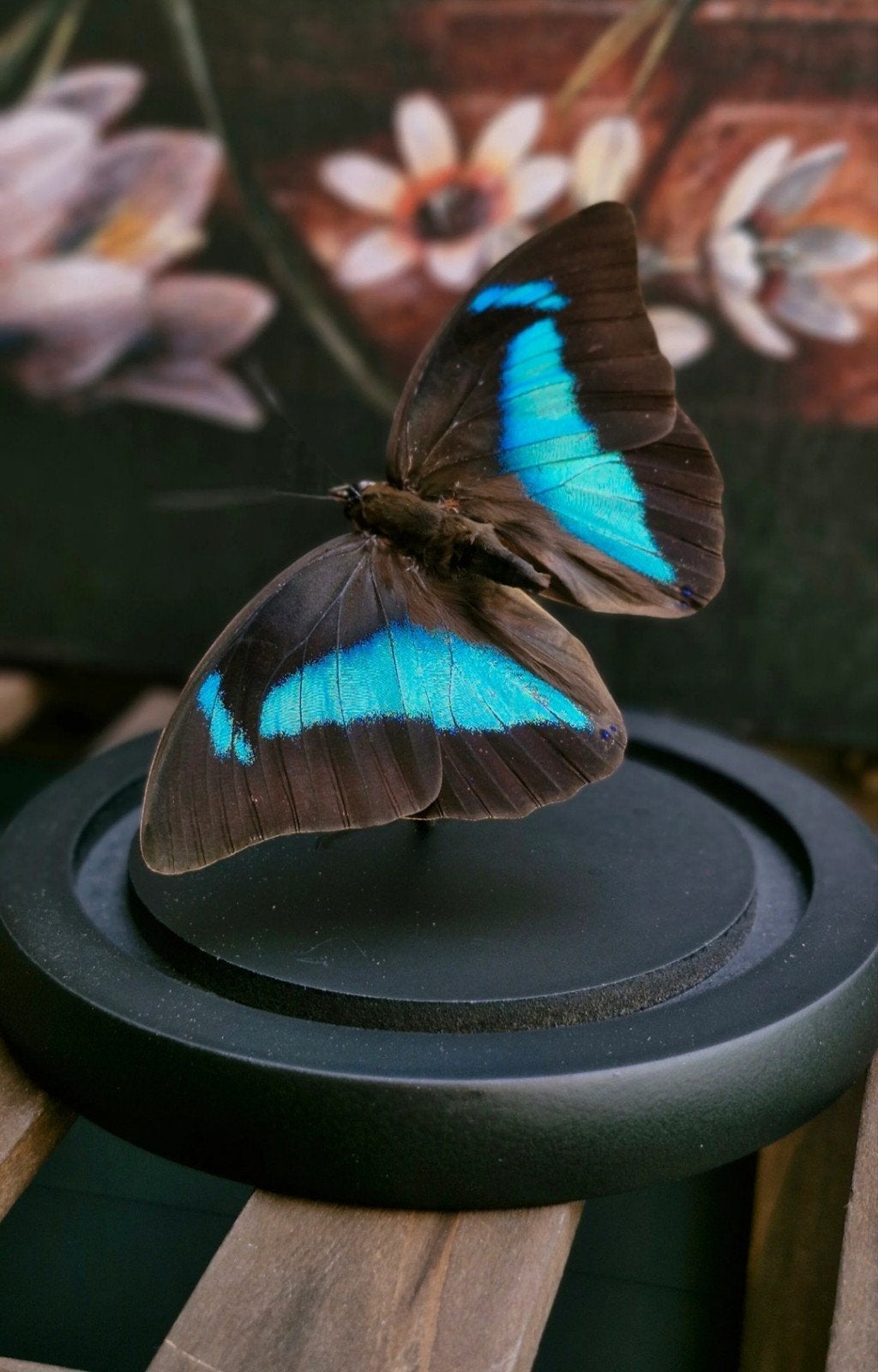 Opgezette vlinders,  taxidermie, Ophalen of Verzenden, Nieuw, Insect, Opgezet dier