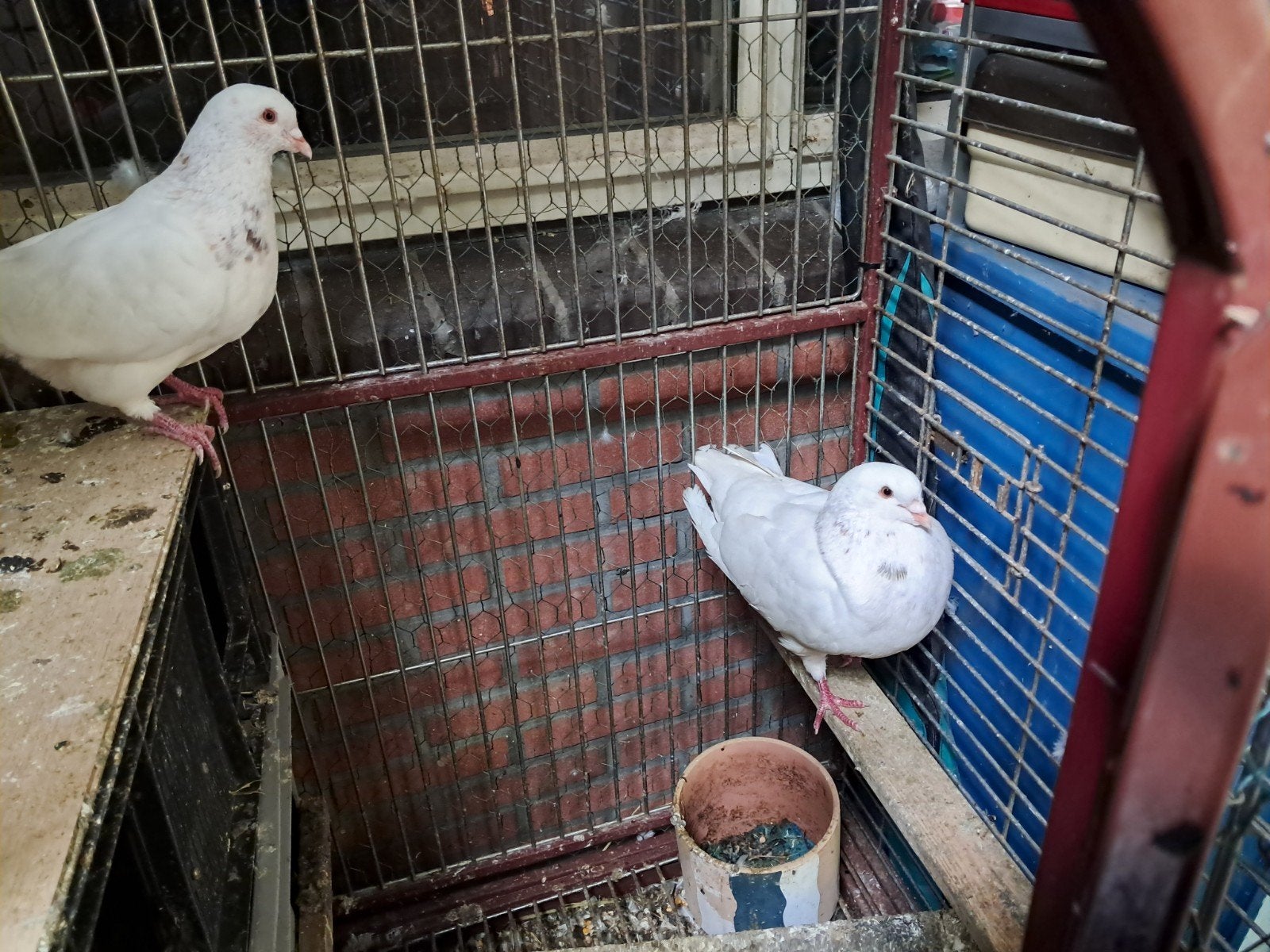 duif, Dieren en Toebehoren, Meerdere dieren, Overige soorten