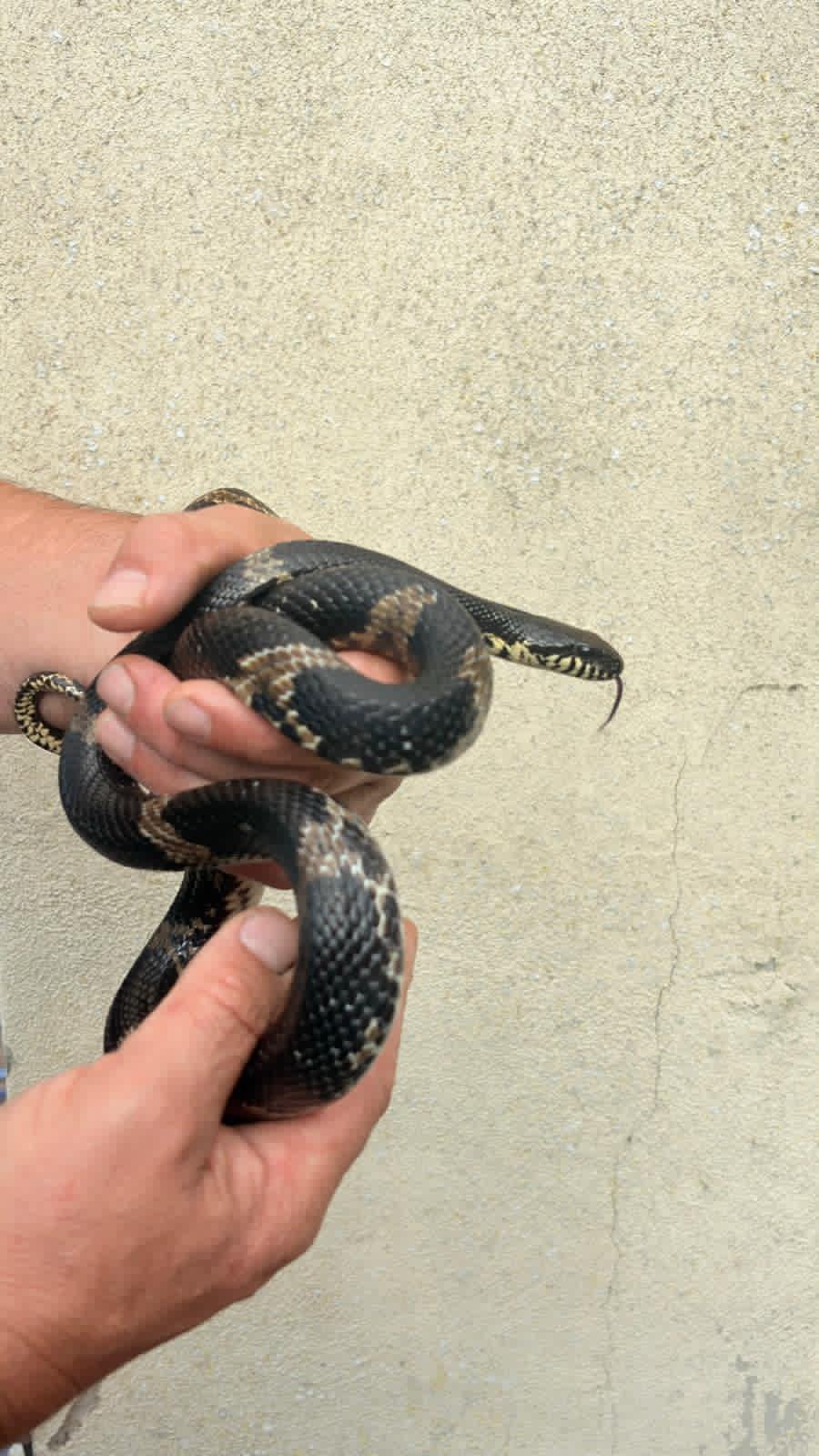Elaphe Schrenckii 2x dames Rat Snake - female for sale from monique