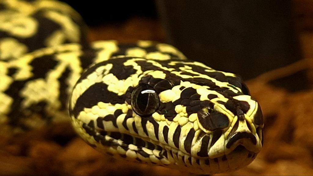 Morelia spilota cheynei Green Tree Python - male for sale from Hoogeveen