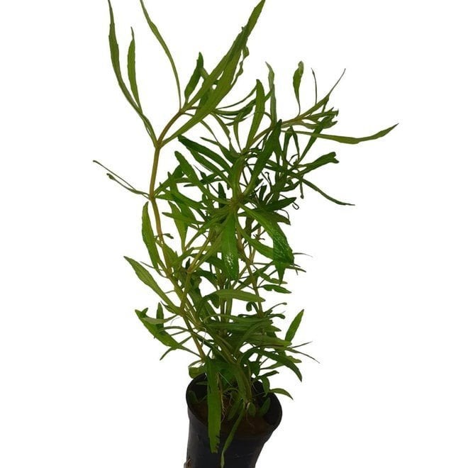 Pogostemon octopus, Ophalen of Verzenden, Gebruikt, Plant(en), Steen of Hout