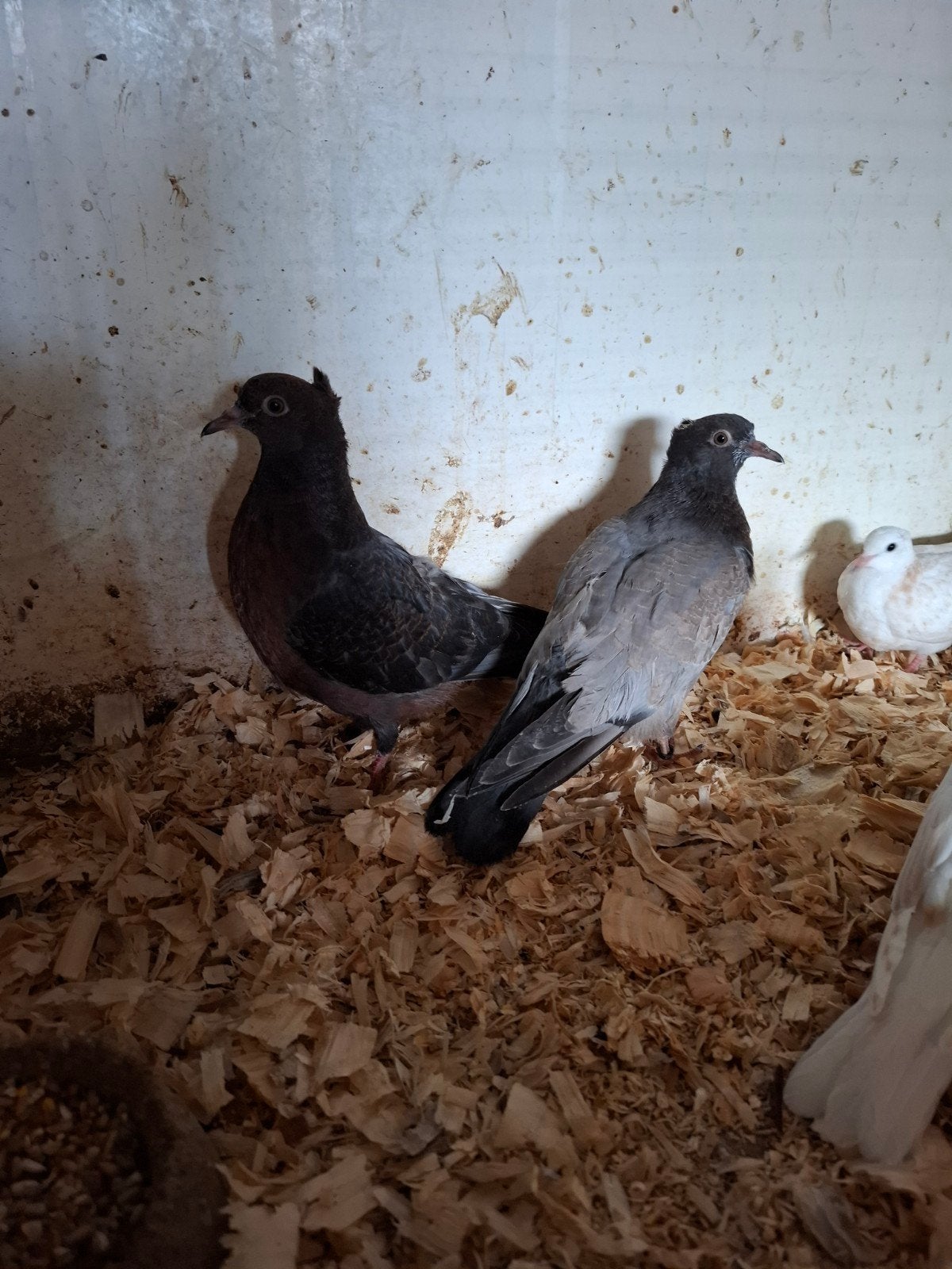 Nestkoppel vinkduiven, Dieren en Toebehoren, Vogels | Duiven, Meerdere dieren, Overige soorten