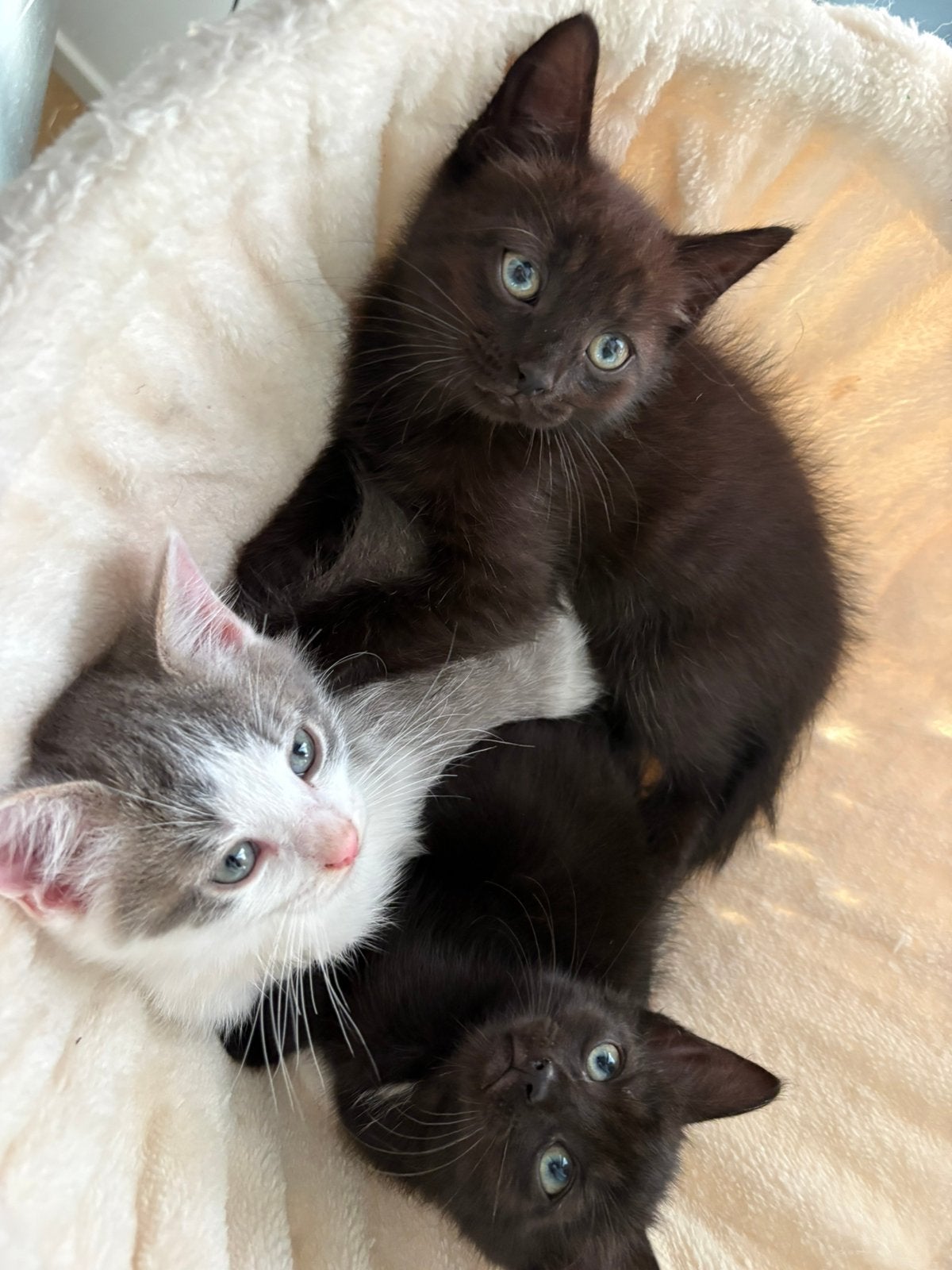 2 lieve poesjes Ragdoll x Europese Korthaar kitten, Meerdere dieren, Ontwormd, 0 tot 2 jaar