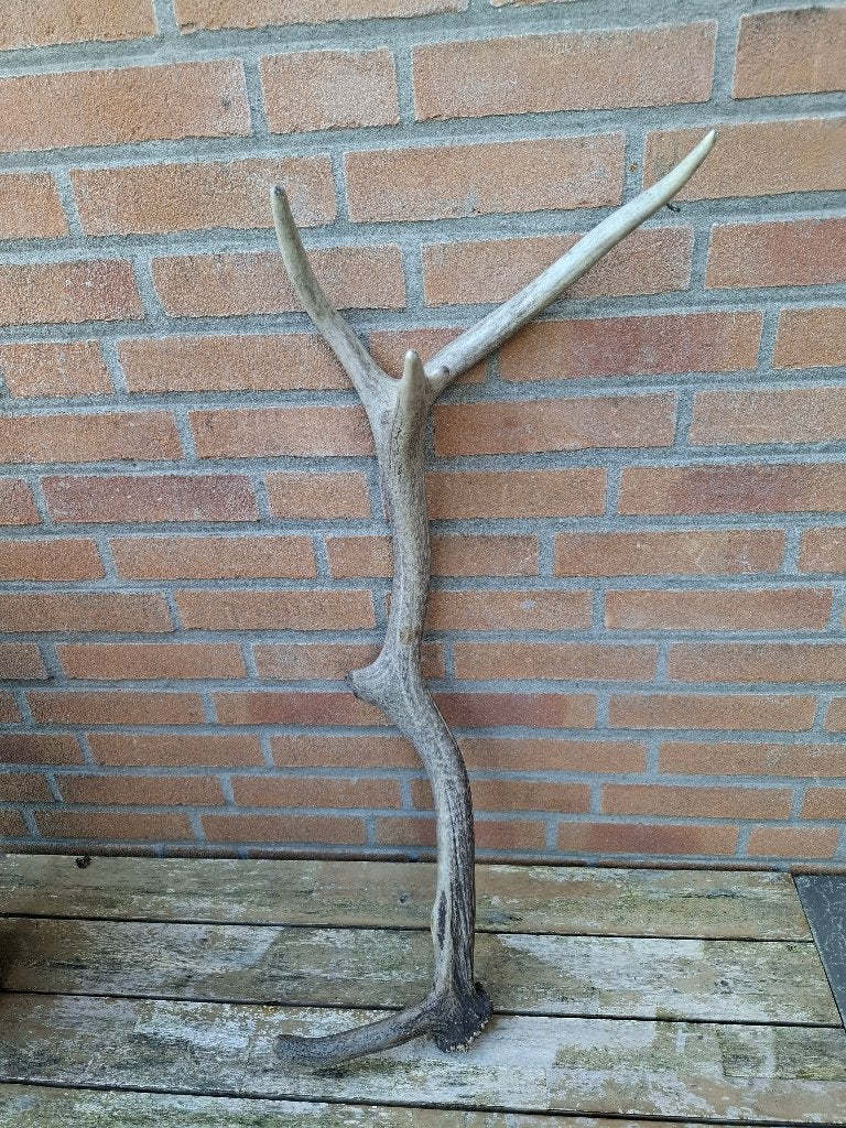 Herten Gewei, Verzamelen, Ophalen, Zo goed als nieuw, Hert, Gewei of Kop