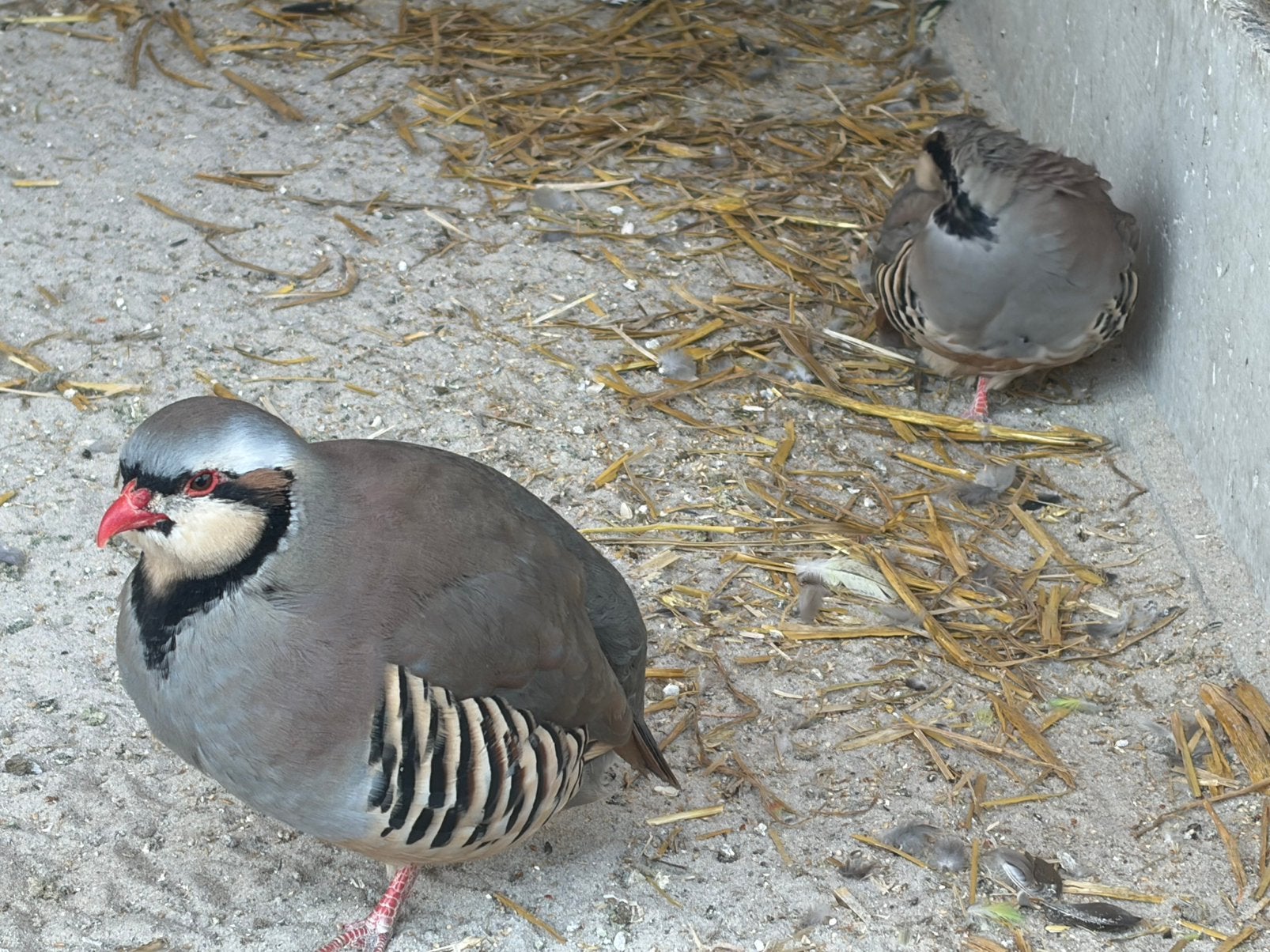 Chukar patrijs/ keklik patrijs te koop., Meerdere dieren