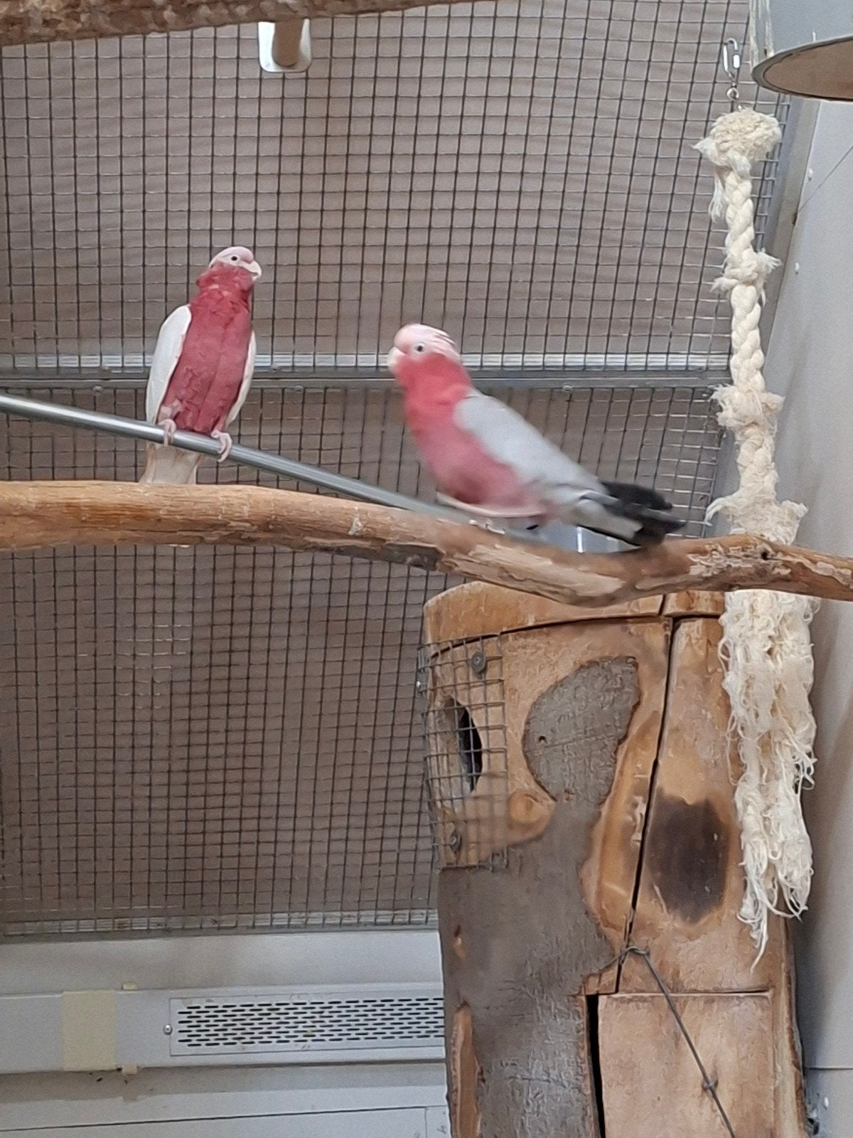 broedkoppel  man lutino rose  kaketoe x pop wildkleur rose k, Meerdere dieren, Parkiet, Geringd