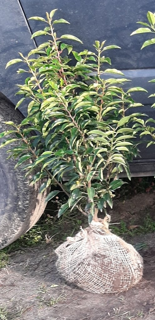 Portugese Laurier 60/70cm Prunus lusitanica Angustifolia, Ophalen, Laurier, Struik, Minder dan 100 cm