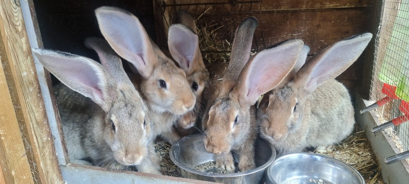 Vlaamse reusen tekoop, Dieren en Toebehoren, Konijnen, Meerdere dieren, Groot