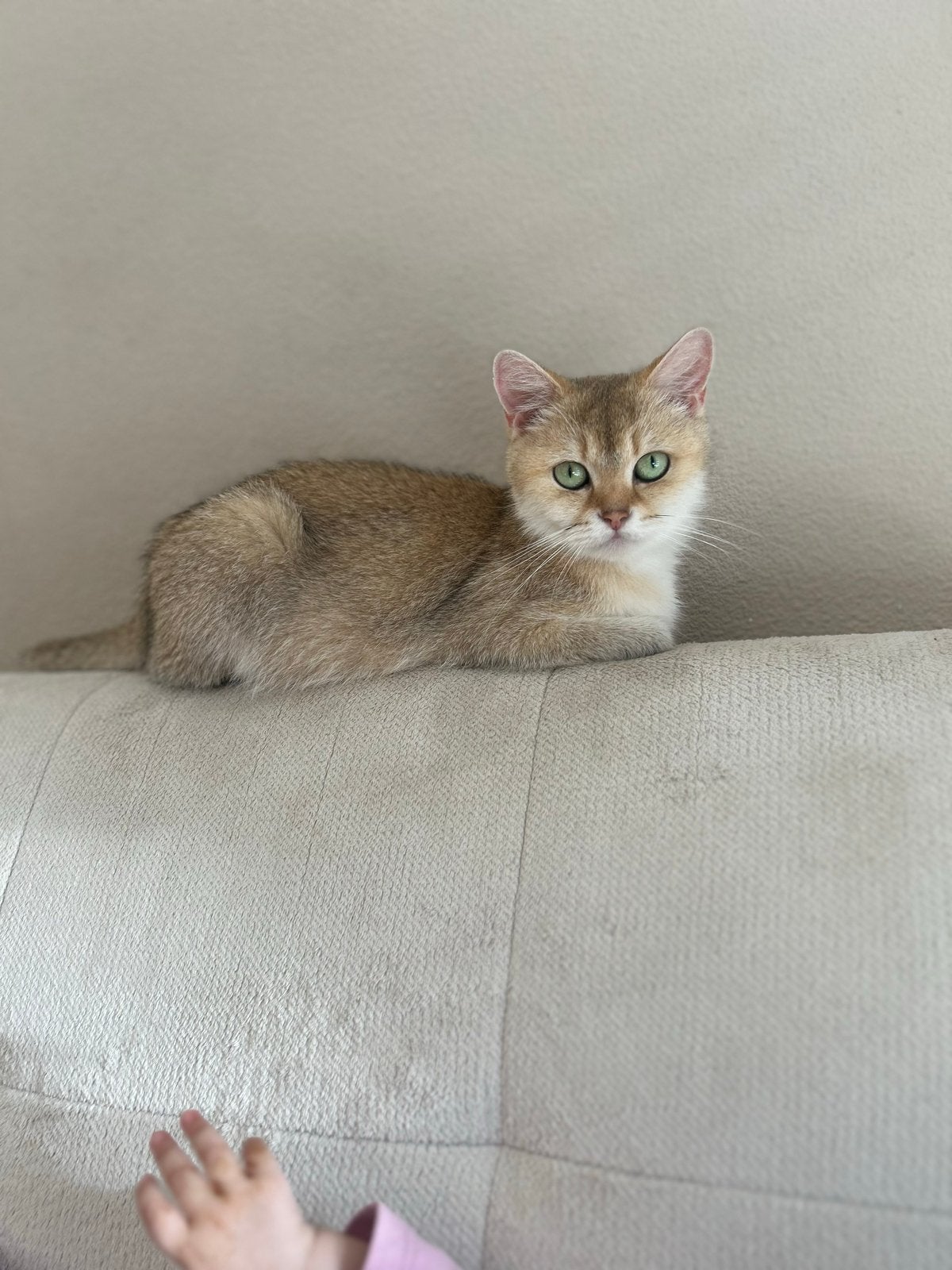 Poes zoekt lief huisje met andere poes zie beschrijving, Poes, Kortharig, 3 tot 5 jaar