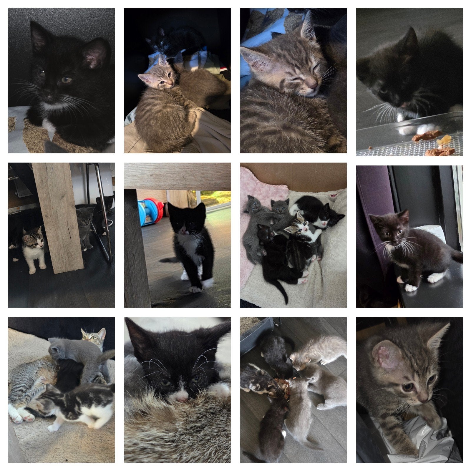 Lieve kittens halve Britse korthaar, Dieren en Toebehoren, Overige Dieren, April, Meerdere dieren