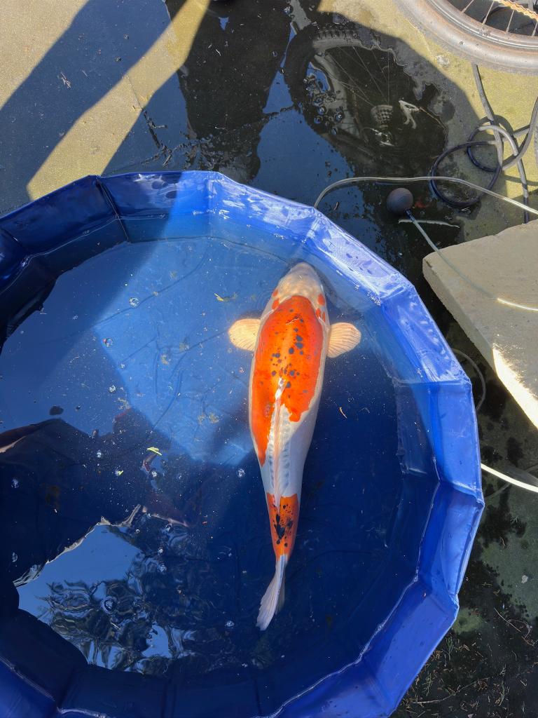 Doitsu Ochiba Japanse koi, Karper of Koi