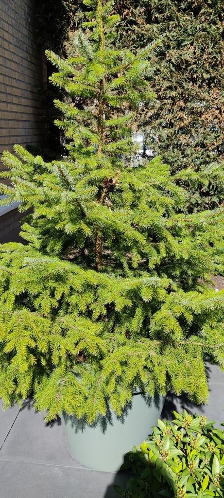 Prachtige kerstboom (Fijnspar) - 160 cm., Tuin en Terras, Planten | Bomen, Ophalen, Volle zon, Overige soorten, 100 tot 250 cm
