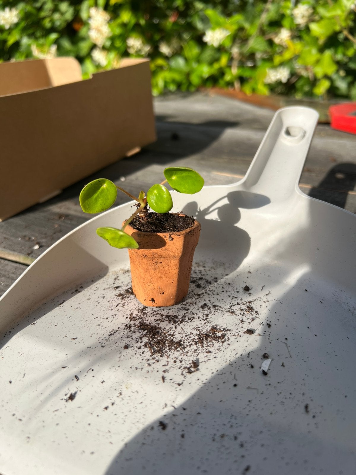 Mini pannenkoeken plantje, Ophalen, Halfschaduw, Minder dan 100 cm