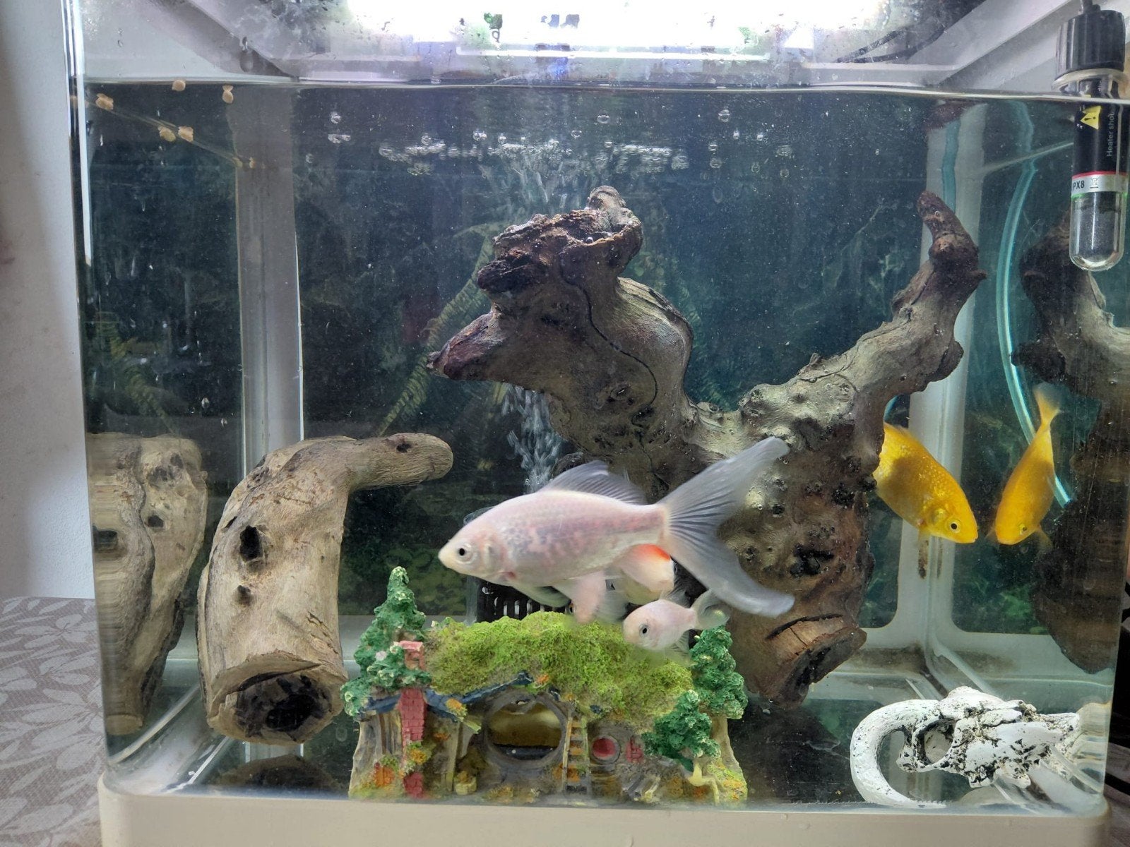 Vissen (aquarium)