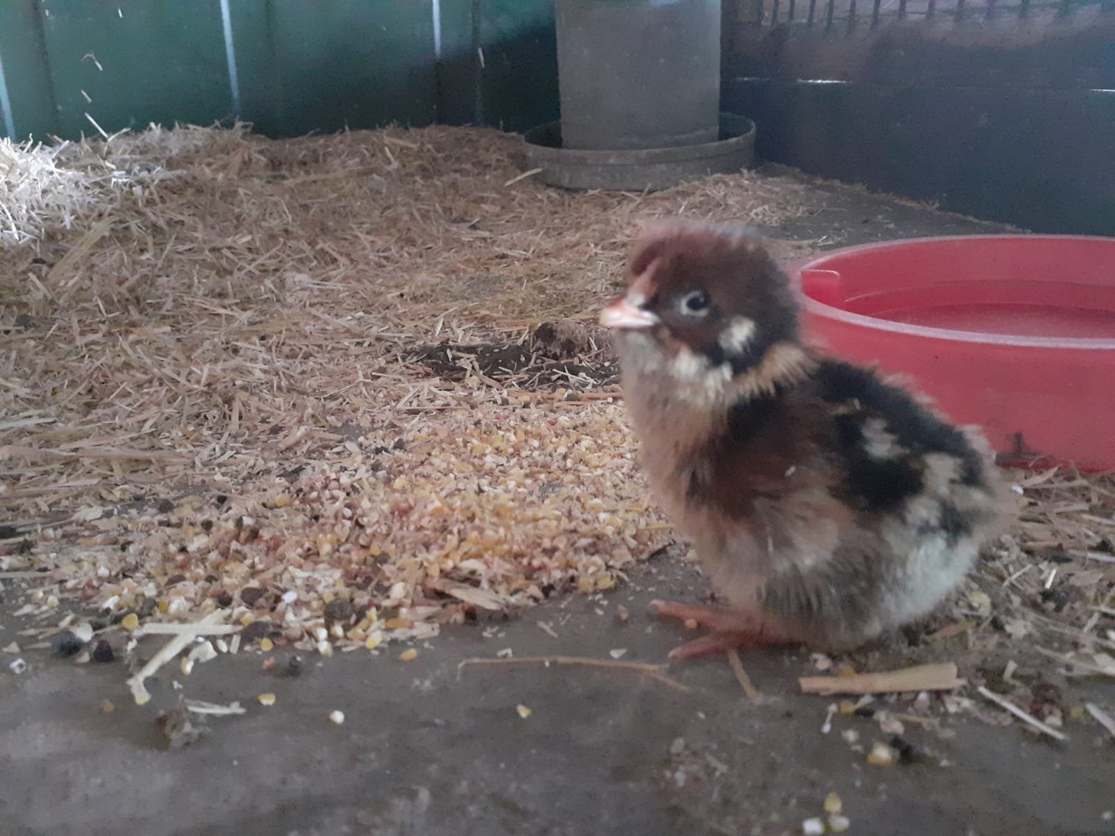 Dubbel gezoomde barnevelder broedeieren, Dieren en Toebehoren, Pluimvee, Geslacht onbekend, Kip