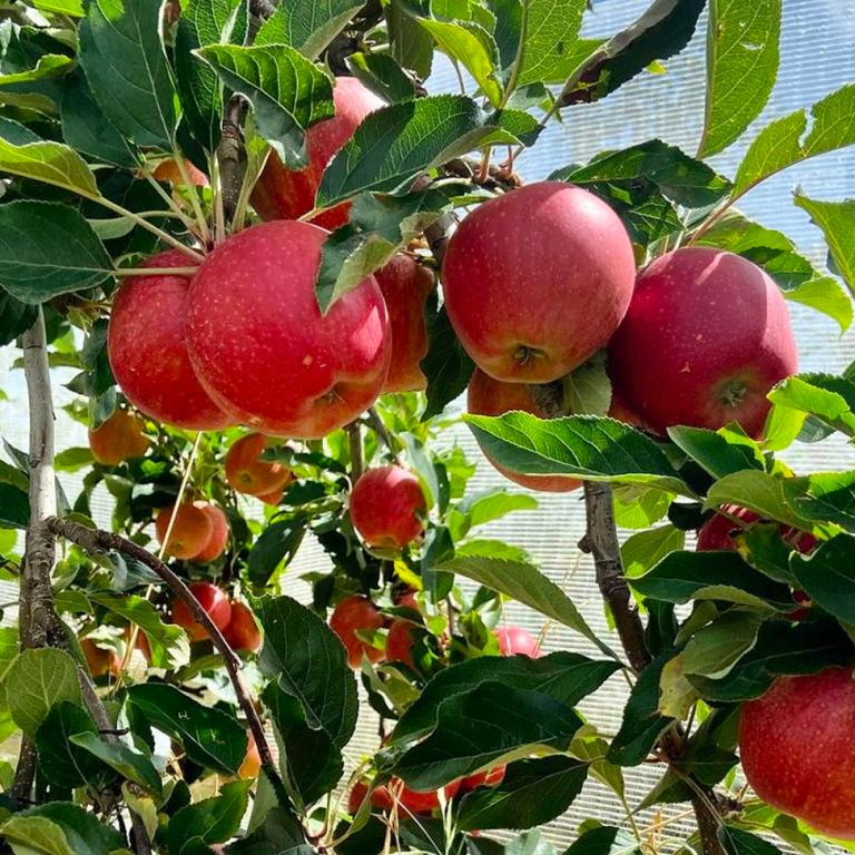Gezocht: stukje grond voor moestuin in Hurdegarypp, Ophalen, Gebruikt