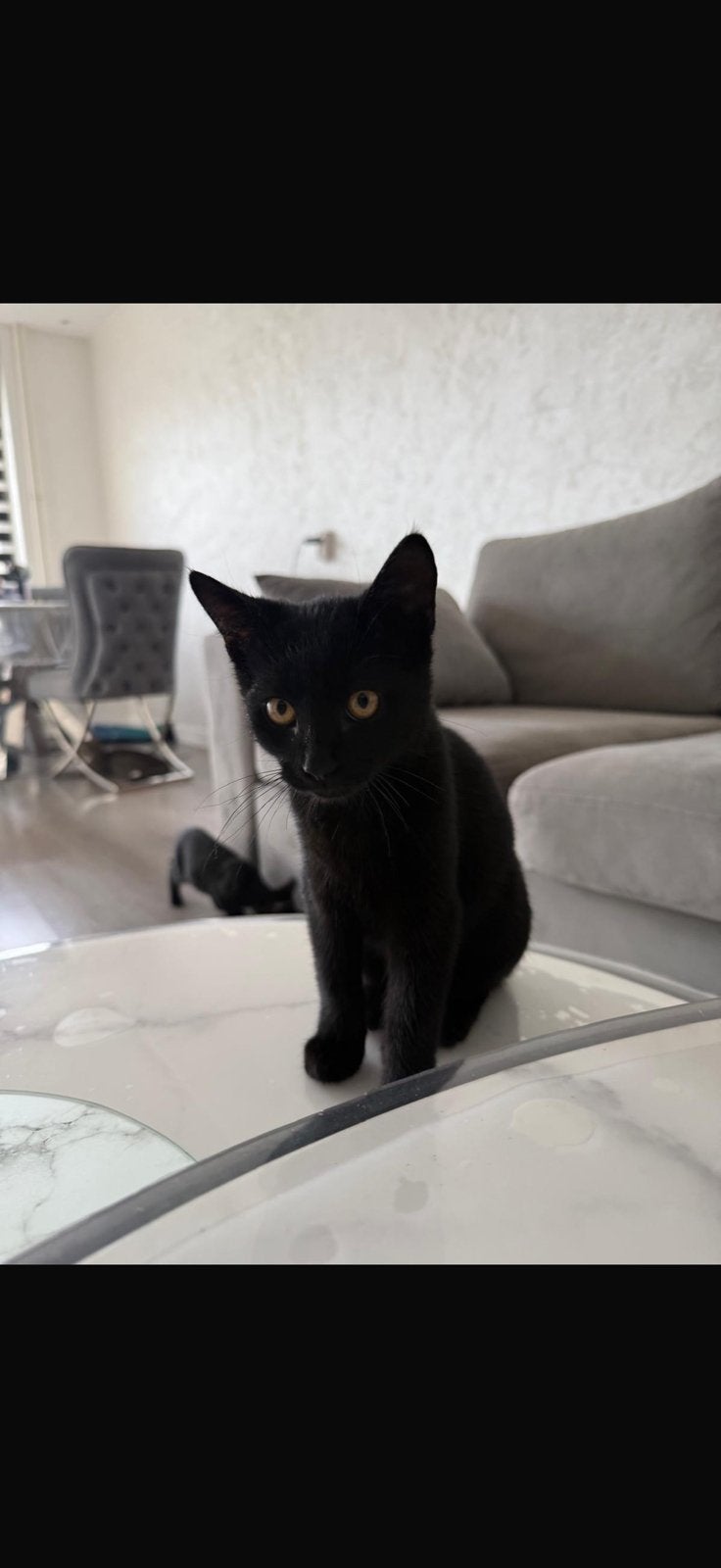 Gratis kittens optehalen utrecht, Dieren en Toebehoren