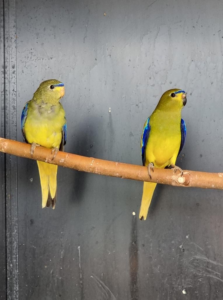 Elegantparkiet | Broedkoppels | Deskundig advies, Dieren en Toebehoren, Meerdere dieren, Parkiet, Geringd
