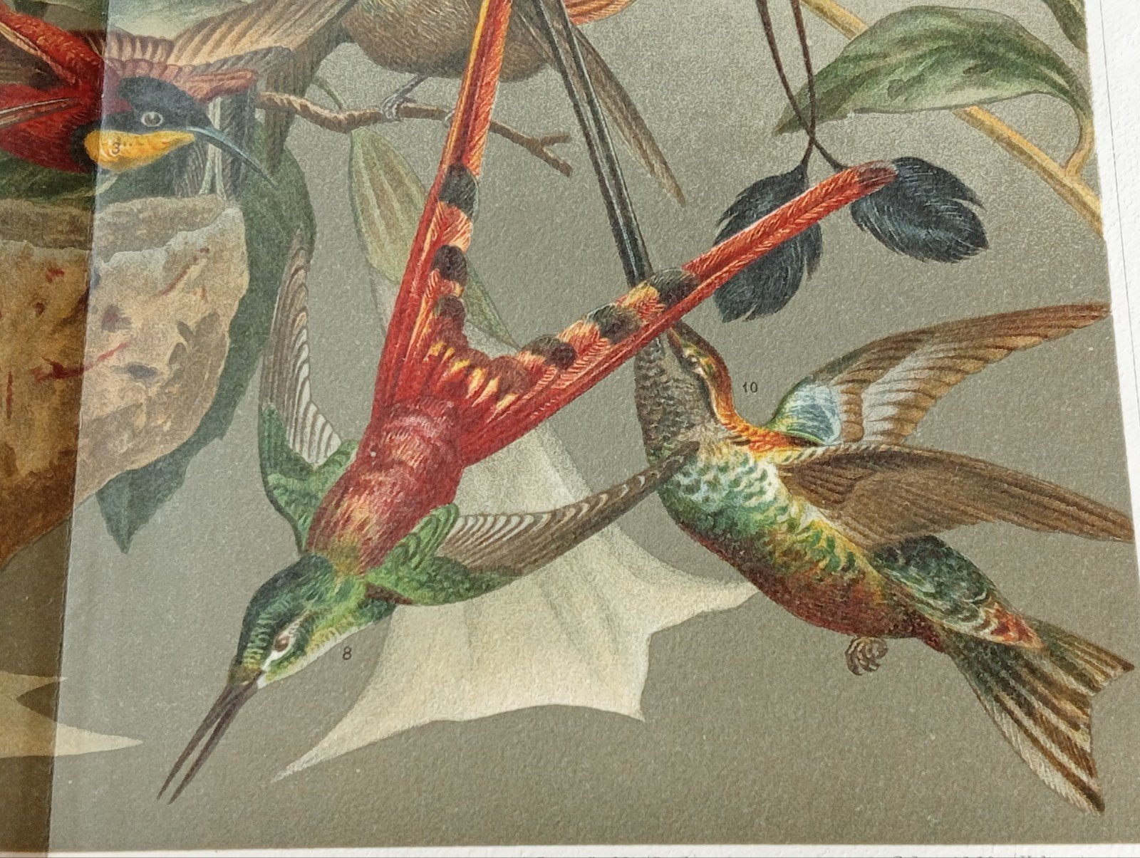 Litho Kolibries 1895 Vogelsoorten Ornithologie, Ophalen of Verzenden, Voor 1940, Gebruikt