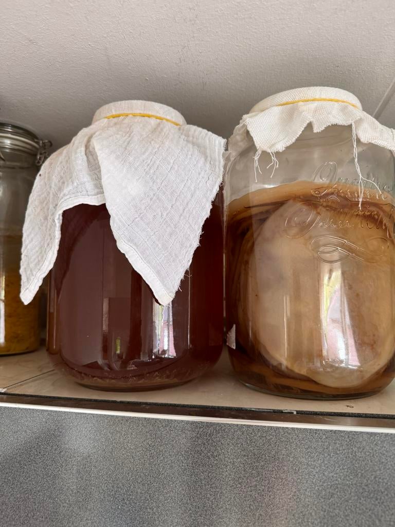 Kombucha starter, Ophalen