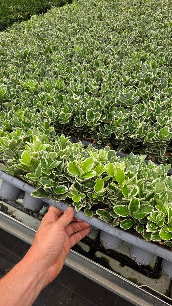 Euonymus in tray - Spotgoedkoop - 6cm, Bodembedekkers, Volle zon, Vaste plant, Ophalen of Verzenden